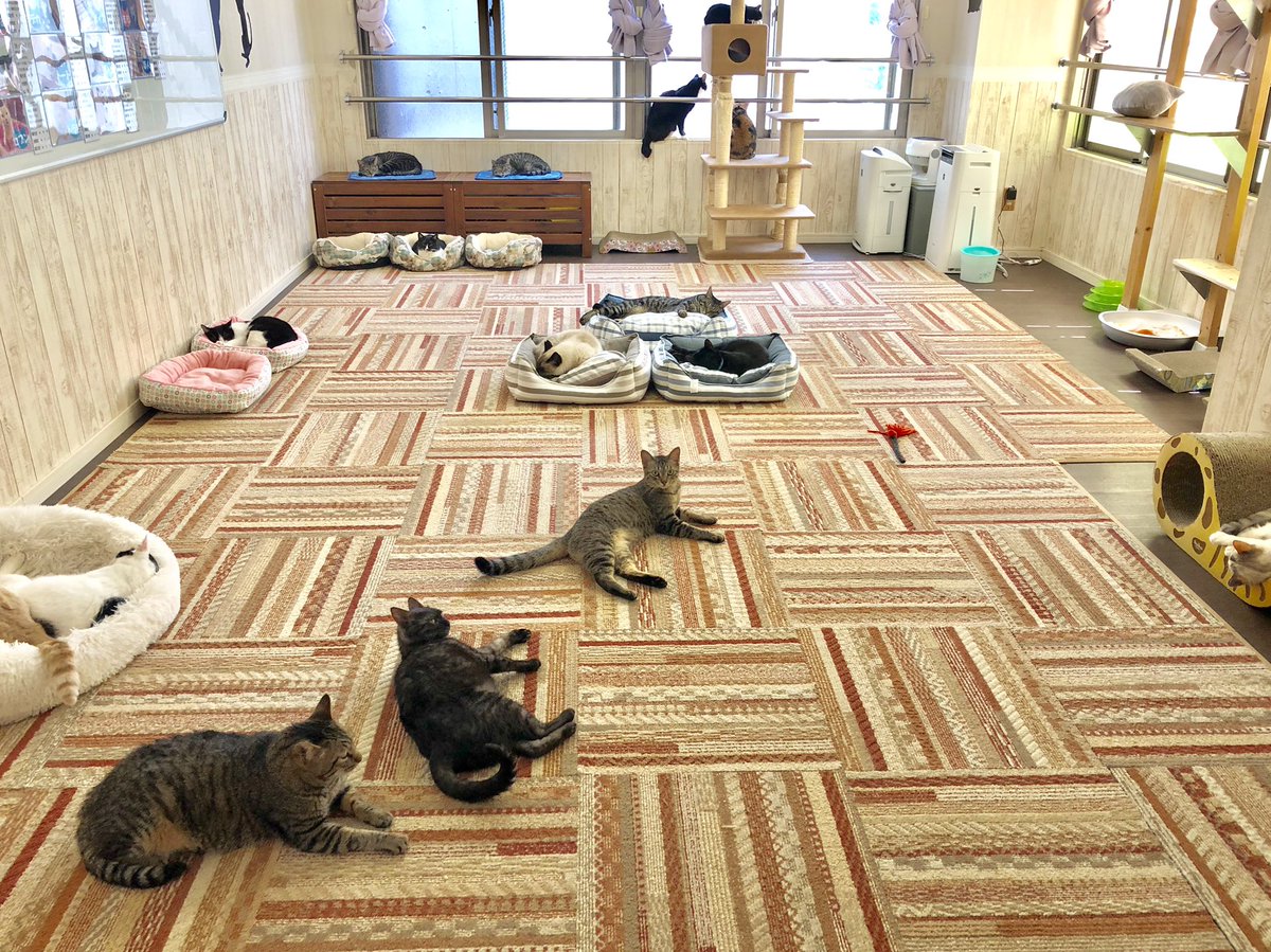 ট ইট র 関東4店 譲渡型猫カフェ にゃんくる 川崎 営業再開 完全予約制 初日 一ヶ月ぶりのお客様方にニャンズ大興奮 ひさしぶりに沢山構ってもらえてみんなご満悦でした 川崎店では現在23匹の猫ちゃんが新しい家族を待っています 猫カフェ ট ইট র 関東4店 譲渡型猫カフェ にゃんくる 川崎 営業再開 完全予約制 初日 一ヶ月ぶりのお客様方にニャンズ大興奮 ひさしぶりに沢山構ってもらえてみんなご満悦でした 川崎店では現在23匹の猫ちゃんが新しい家族を待っています 猫カフェ