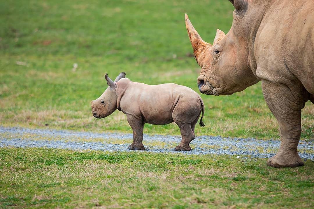OlPejeta's tweet photo. WELCOME BABY RHINO JOJO!

Ol Pejeta was thrilled to hear that North Carolina Zoo (@NCZoo ) has named their most recent addition, an adorable baby southern white rhino, Jojo, after our amazing ranger and conservation ambassador Joseph Wachira. https://t.co/LrV4P4HgRV