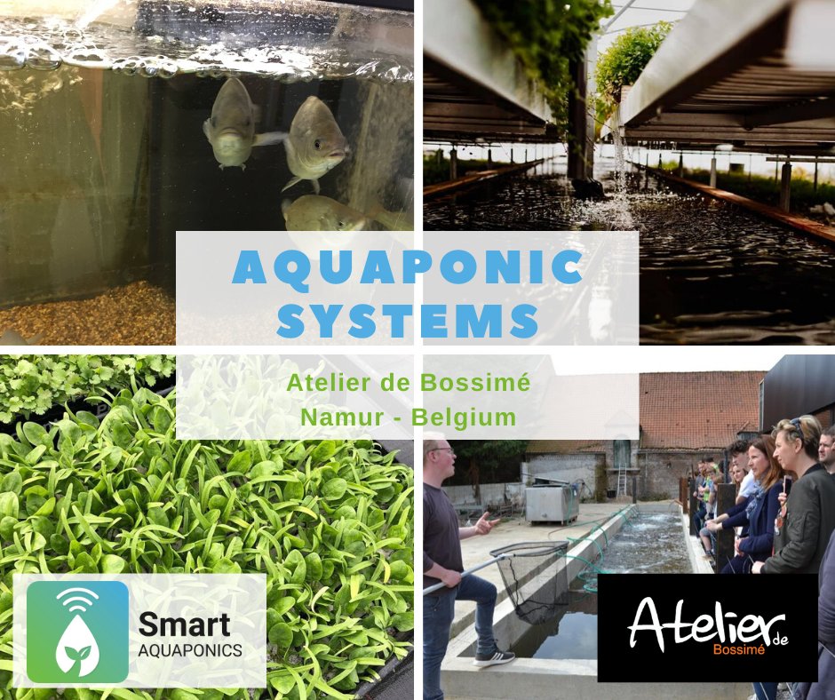 Focus on l'Atelier de Bossimé, a restaurant supplying its own fish and vegetables via its #Aquaponicsystem, which helps us to develop our digital tools by implementing the data aquisition chaine (captors) in its pilot system
#InterregFWvl #UrbanAgriculture #SustainableAgriculture