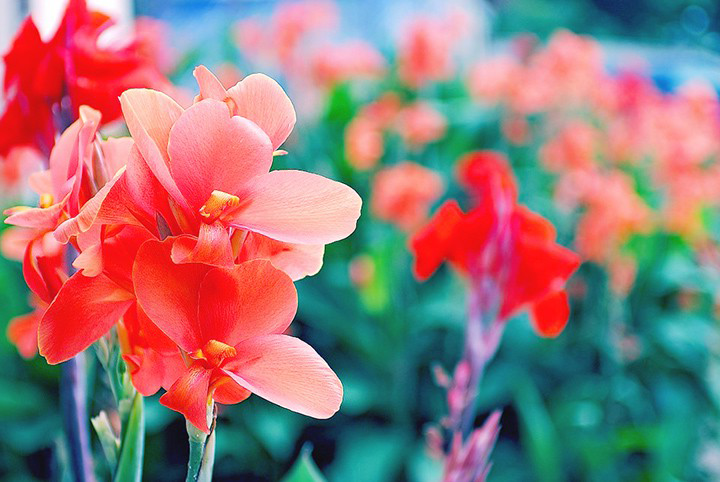 ট ইট র 希望の花言葉 グラジオラス ラテン語の剣を意味する グラディウス が名前の由来となっている花です 葉っぱの形がフェンシングの剣に似ており 戦いに勝利する意味をもちます 花言葉は 勝利