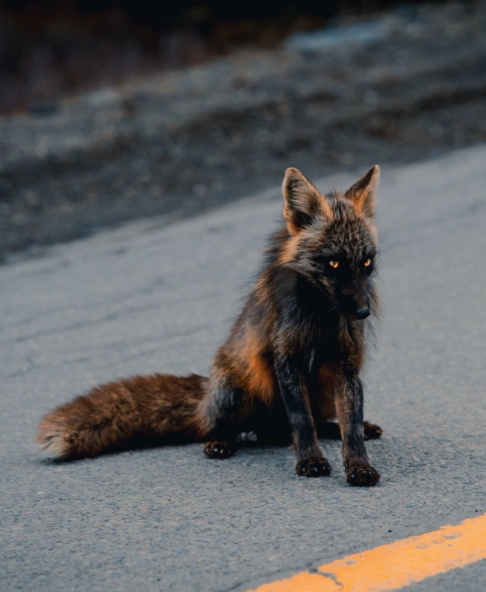GossipRoomOff's tweet photo. Ce photographe canadien a pu observer un magnifique et unique renard noir et roux 🦊 https://t.co/ppmUrxHF2C