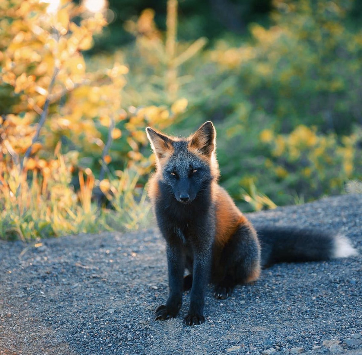 GossipRoomOff's tweet photo. Ce photographe canadien a pu observer un magnifique et unique renard noir et roux 🦊 https://t.co/ppmUrxHF2C