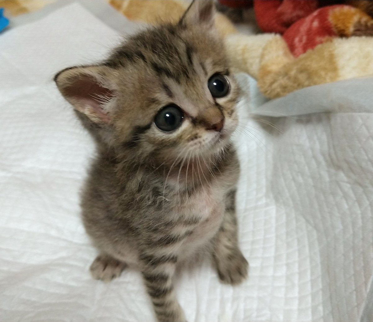 トラ猫ゴロー 🐾 こんにちは☺︎ 朝早くから沢山運動したからねฅ•ω•ฅ おやすみ