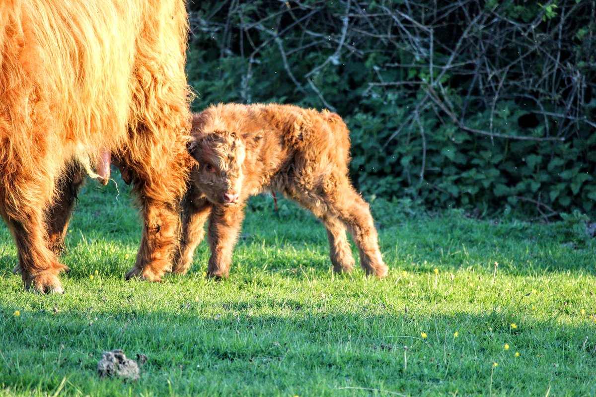 IFJaCs_farm's tweet photo. Just your average Monday morning on the farm 🐂 @Dorsetecho @thebridportnews @bridporttimes
 #highlandcow #highlandcalf #westdorset #feedingthenation #eggardonhill #Bridport https://t.co/IOGQhAcFir