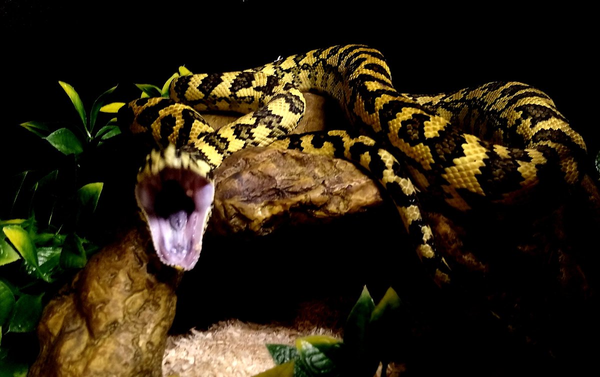 JJReptilesUK's tweet photo. Finally caught him mid strike and its safe to say I'm glad I'm not dinner 😂🐍🐍
#reptile #pet #snakes #carpetpythons https://t.co/aO0qH13sti
