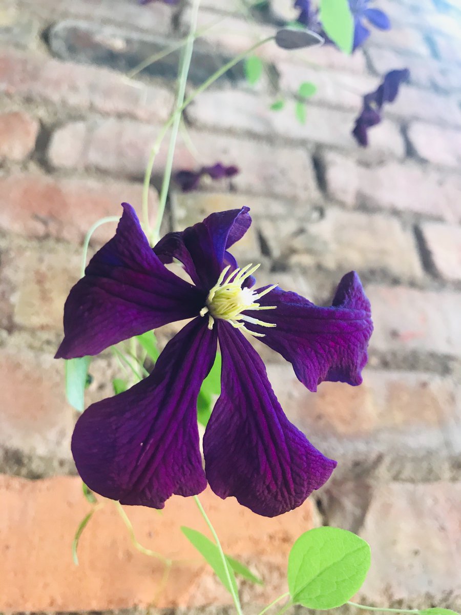 Karolladd's tweet photo. Last week I noticed a simple little green vine popping over our brick wall from our neighbor’s garden. Just yesterday it blossomed into this spectacular gift! Isn’t it fun to see how plants thrive in difficult places? We too can make the most of tough times. https://t.co/vAXBKFXNyj