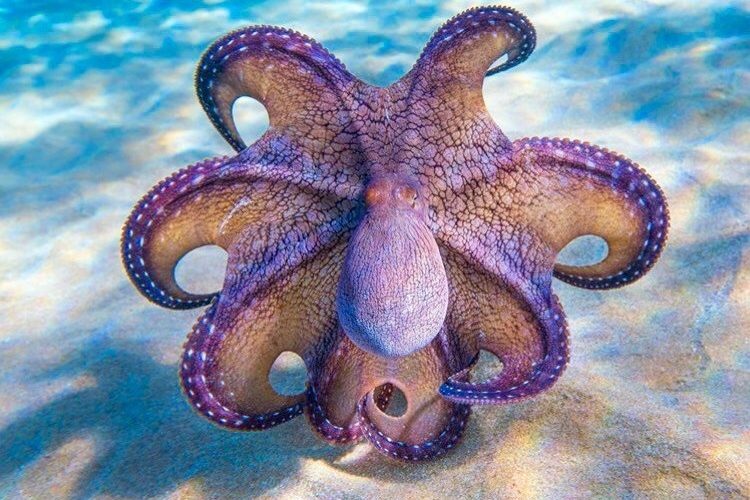 Scuba Sensations on Twitter: Scuba Sensations on Twitter: