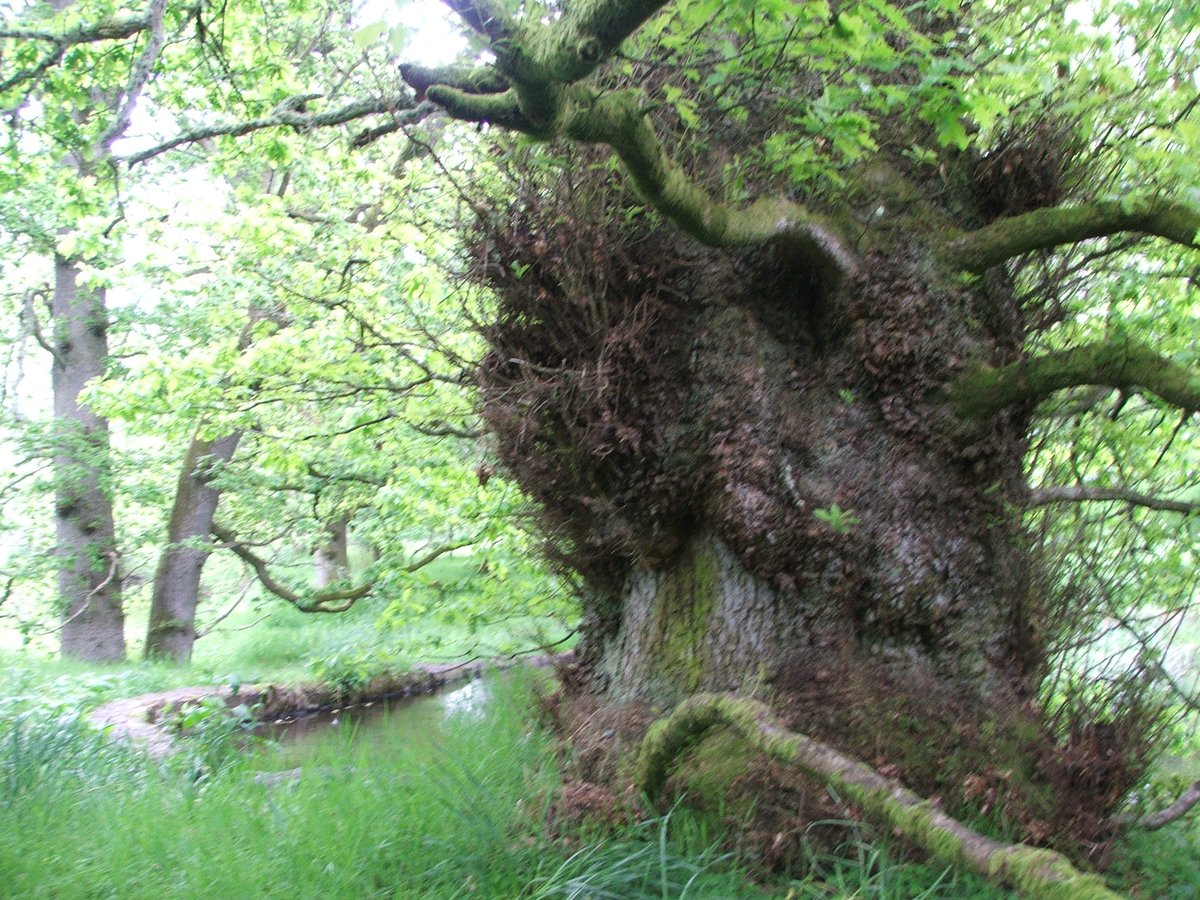 Drum Castle  @NTS_archaeology another complex old wooded landscape with medieval park origins  #MuseumsUnlocked  #Castles. Lovely oaks in Old Wood of Drum but dendro showed they are 18thC replanting, some of their predecessors ended up in Drum's mansion house roofs in early 17thC