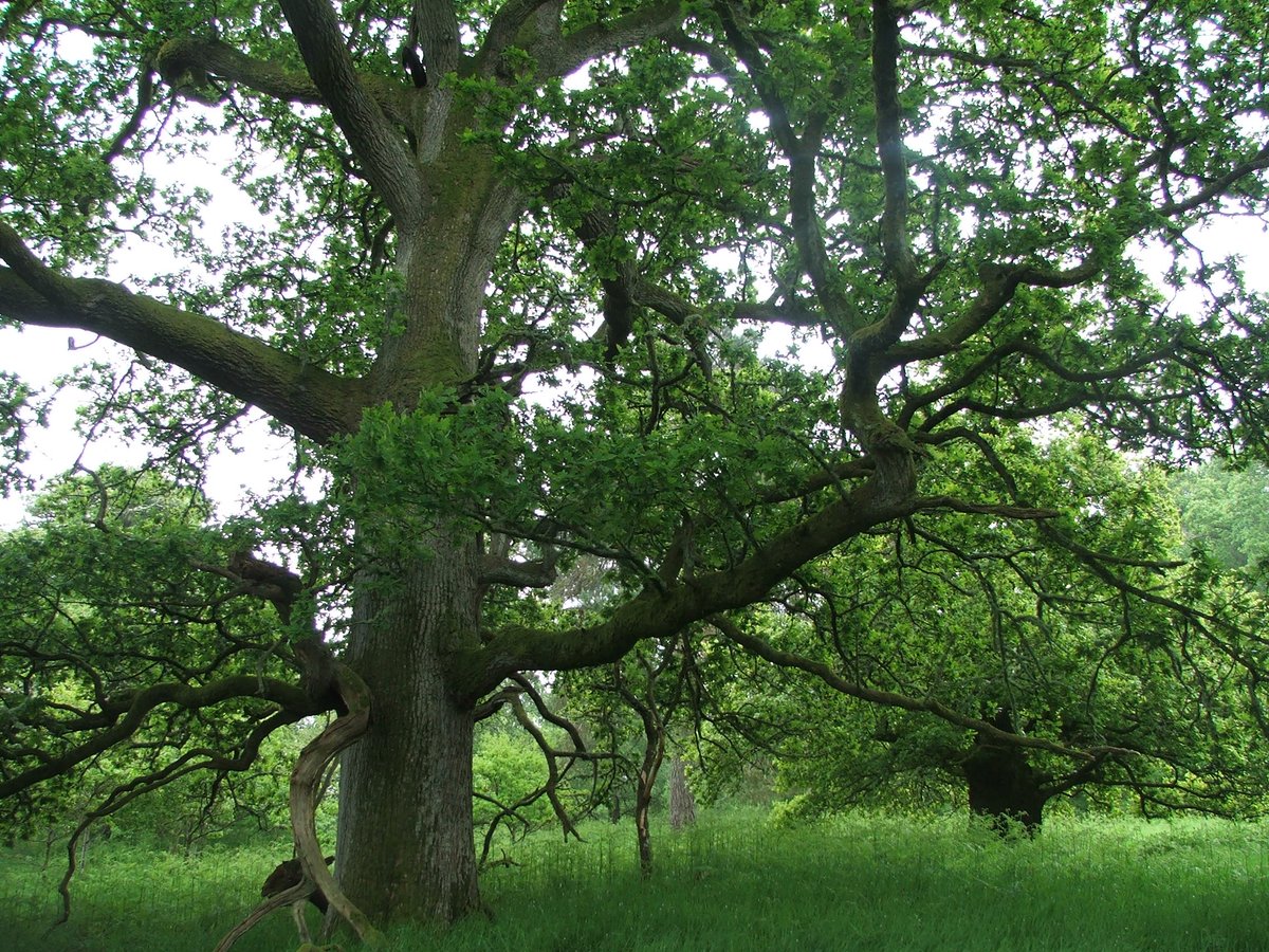 Drum Castle  @NTS_archaeology another complex old wooded landscape with medieval park origins   #MuseumsUnlocked   #Castles. Lovely oaks in Old Wood of Drum but dendro showed they are 18thC replanting, some of their predecessors ended up in Drum& #39;s mansion house roofs in early 17thC