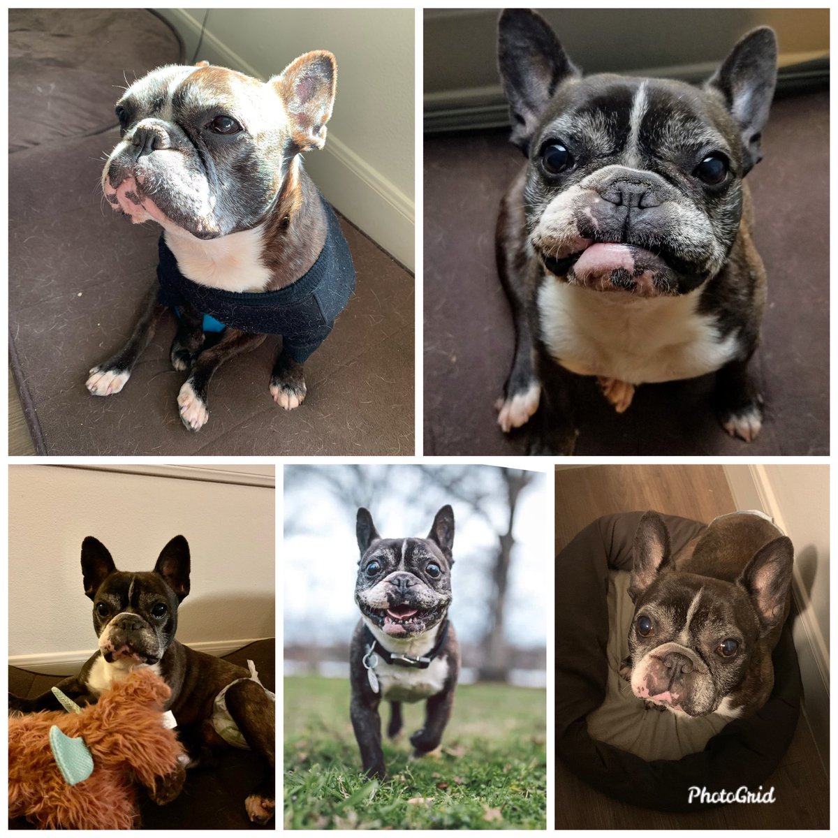 It’z my Barkday today!! I’m a frosty faced 11 yearz old girl today!!