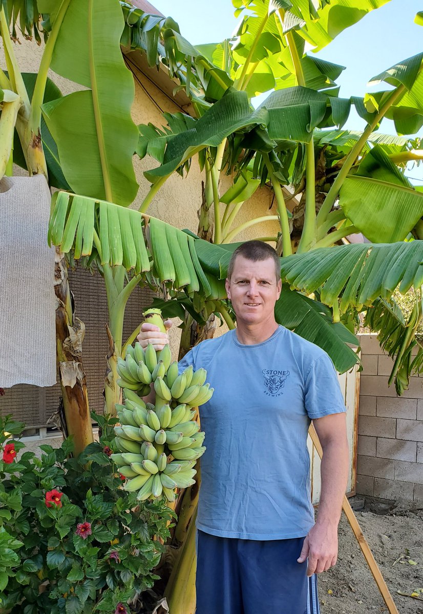 🍌 harvest
#growyourown