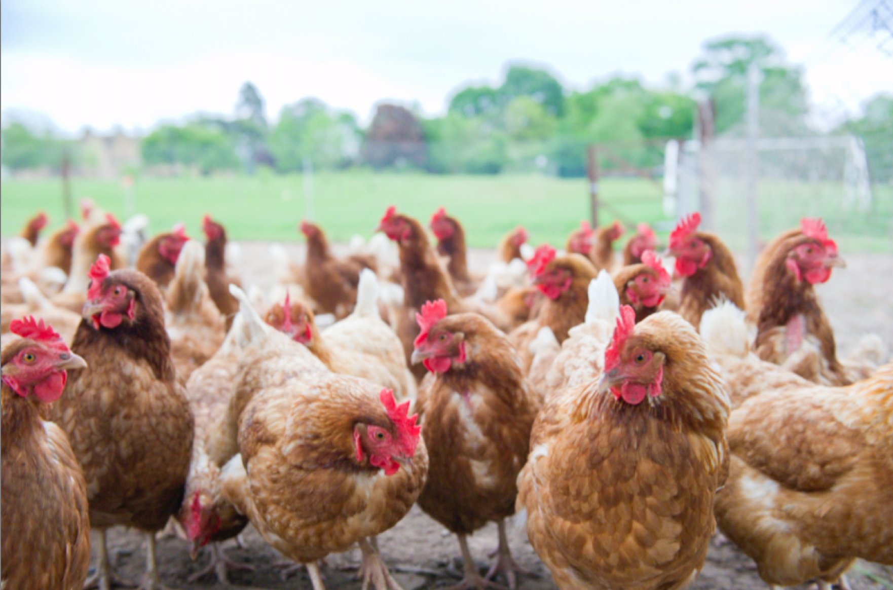 PCG News on Twitter "Since they arrived a year ago, chickens at the UK