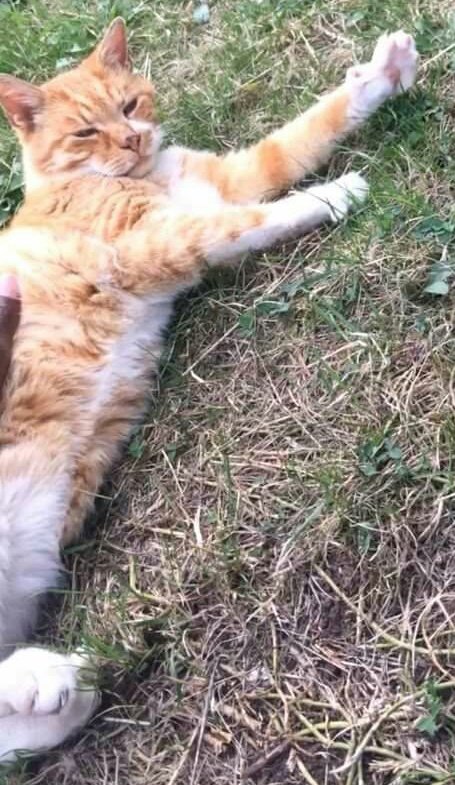 ZuccoIsMissing's tweet photo. Beautiful Male #GingerAndWhiteCat went #Missing on the 5/5/20 from his home in #Bakersfield #Nottingham. #WindowWatchers, he has a very distinctive white stripe on the left hand side of his face, four white paws and belly. 
#MarkingsMonday
#lostcat #Notts https://t.co/ndebkTyQG8