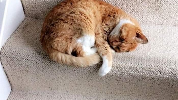 ZuccoIsMissing's tweet photo. Beautiful Male #GingerAndWhiteCat went #Missing on the 5/5/20 from his home in #Bakersfield #Nottingham. #WindowWatchers, he has a very distinctive white stripe on the left hand side of his face, four white paws and belly. 
#MarkingsMonday
#lostcat #Notts https://t.co/ndebkTyQG8