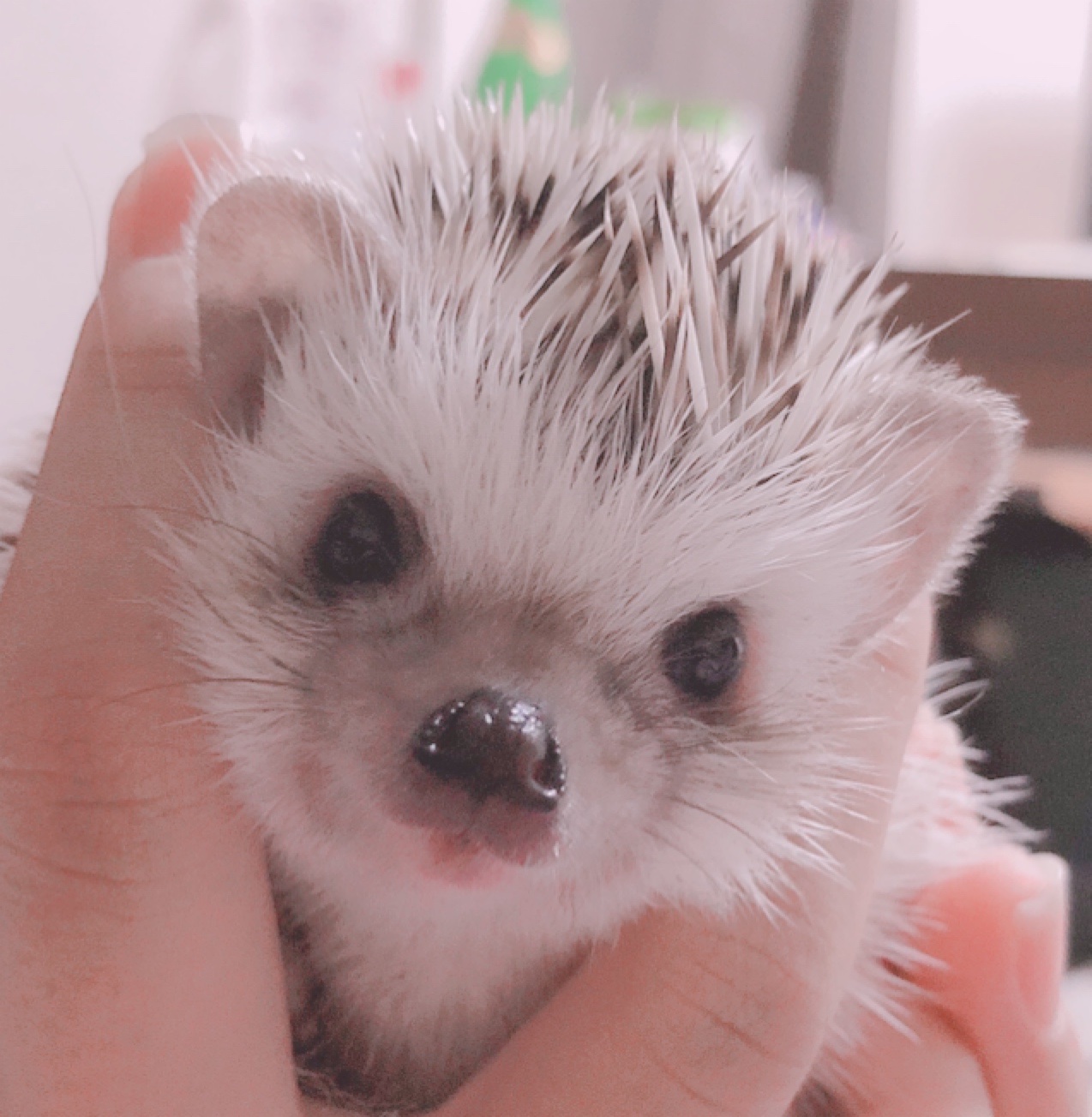 うなちゃん Unanaachan Twitter