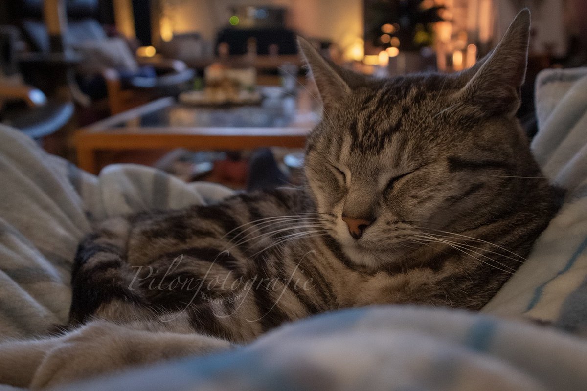 Sleeping beauty 🐱💖💤

#cat #chillen #sleep #cute #pet #animal #furry 

#fotografie #dierenfotografie #fotosgemaaktmetpassie #photography #animalphotography #photoscreatedwithpassion #pilonfotografie

pilonfotografie.nl