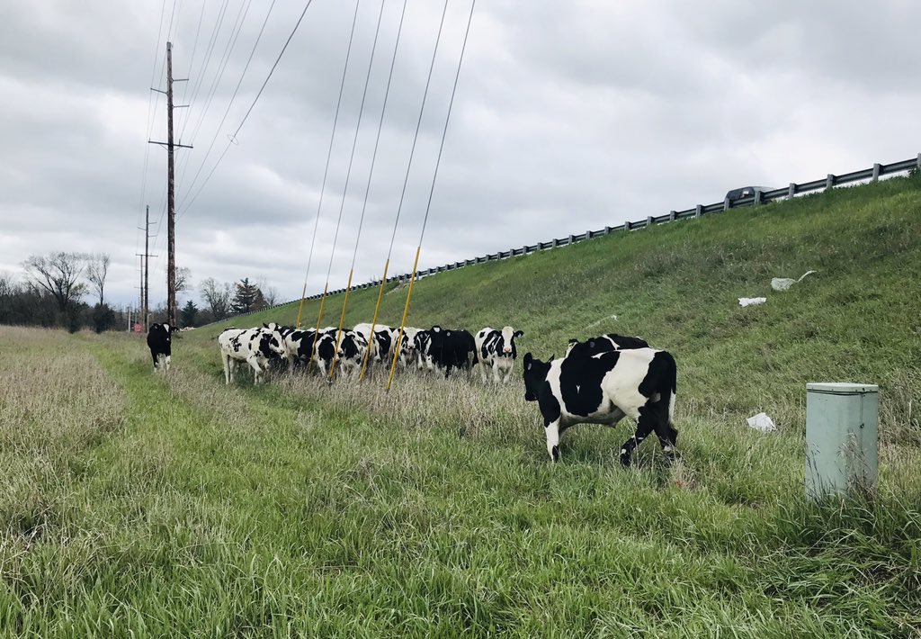 These 🐄 didn’t jump over the 🌙 but they did jump over a fence and tried to get onto the Toll Road near the Elkhart/ LaGrange County line. If you are missing 12 🐄call the ISP Region 6 Dispatch Center. #NoCowPuns #MoooveAlong