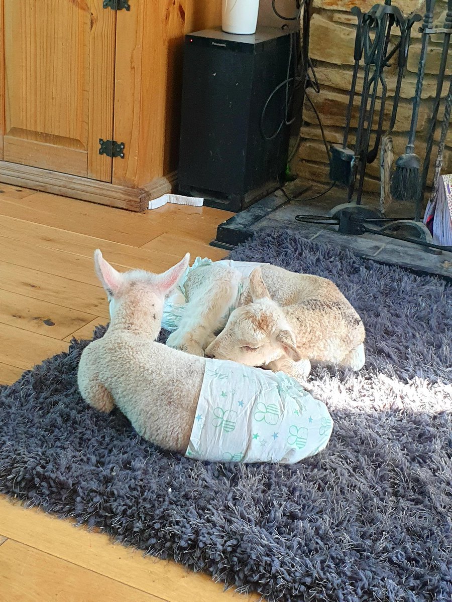 Our baby lambs chilling 😎
