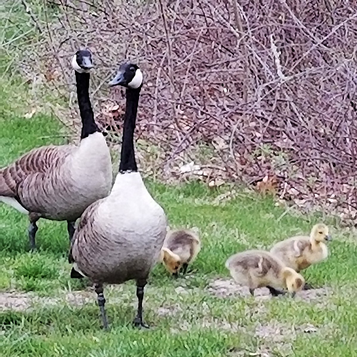 intervalaLLC's tweet photo. A beautiful benefit of our annual #EarthDay cleanup in #HudsonNH revealed itself last week—a new gaggle of #goslings on @intervalaLLC’s campus! We’re delighted to maintain a hospitable habitat for their annual visit by picking up litter in our work neighborhood! #goosemigration https://t.co/T0WoaTGZll