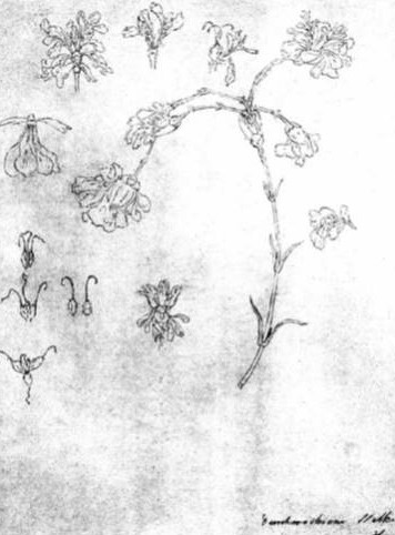 PlantHums_UK's tweet photo. #PlantThinking: news of an innovative collaboration between #Philosophy @RoyalHolloway, @Kew_LAA &amp; @KewScience - #exhibition on #Goethe &amp; #plants to be held @kewgardens later this year - details to follow #metamorphosis #PlantHumanities https://t.co/sNdZrho4ze