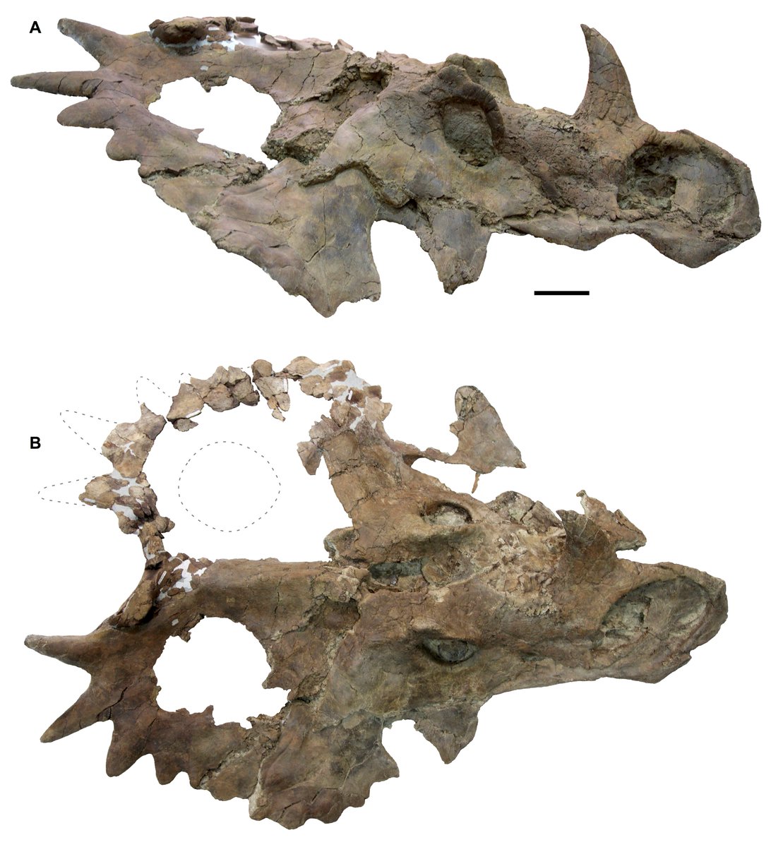RoyalTyrrell's tweet photo. A new paper co-authored by Dr. Caleb Brown describes the smallest, and likely youngest, specimen of the iconic horned dinosaur Styracosaurus albertensis. Read more on our blog: https://t.co/fYKn6PEXwN #RTMPResearch https://t.co/SX0nWZmoB9