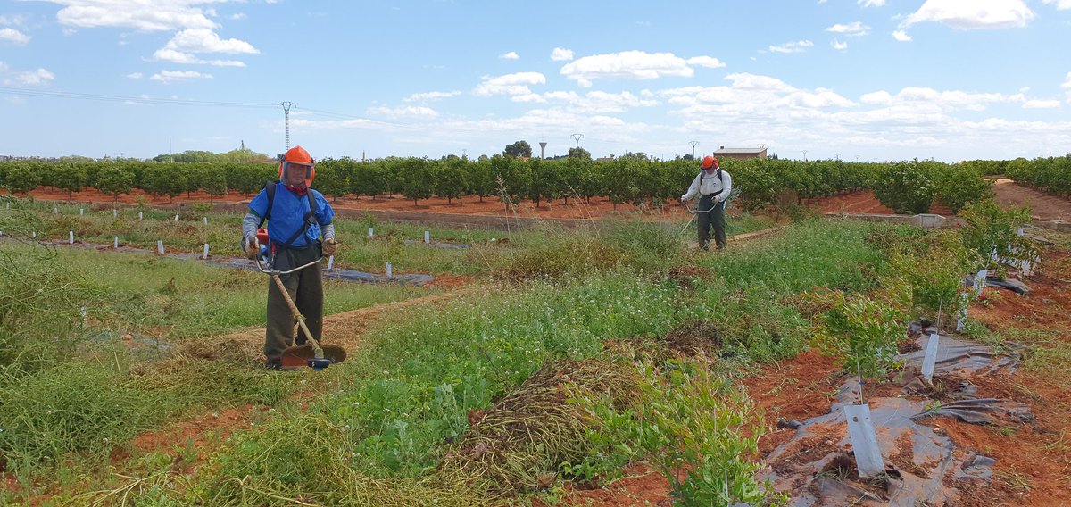 ecologicval's tweet photo. Hoy tocaba limpieza de campo, asi que, manos a la obra!
#Bio #Organic #Eco
#LlauradorsDeSomnis
#GranadoEco https://t.co/UzRe5E9N30