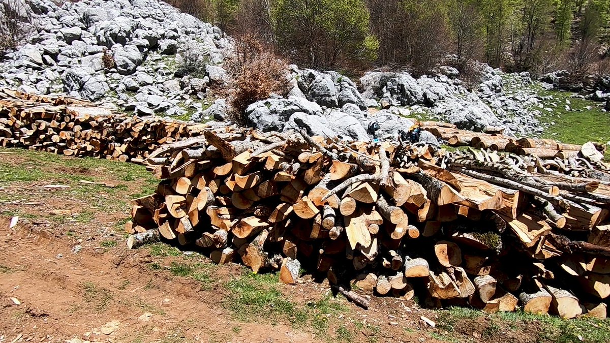 EnedMato's tweet photo. Askush nuk mund ti marr pyllin komunitetit dhe të iki.

Nëse pritet një pemë të mbillen 10. Nëse priten 100 , të mbillen 1.000 dhe nëse priten 1.000 të mbillen 10.000 fidanë 

Kjo është  Ekonomi e Tokës!

Shpyllëzimi sot na rrezikon nga erozioni, përmbytja, varfërimi në oksigjen. https://t.co/nmm7LDU7WZ