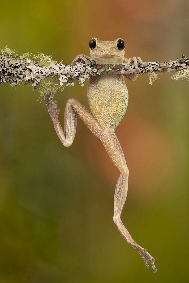 Angi_Wallace's tweet photo. Cuban Tree frog #frog
#amphibian #pet #petportrait #animal #animalportrait #NPS #SonyAlpha #AlphaPetUK https://t.co/6FLLr4KaPw
