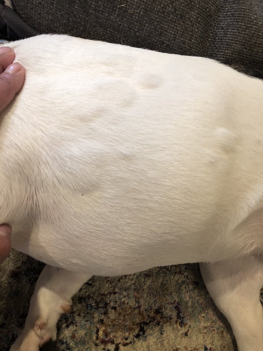 roxiefrenchie1's tweet photo. Roxie woke up with bumps, maybe hives this morning. Does anyone have ideas as the cause? No new lotions, shampoos or creams. https://t.co/DMMypfF1Bj