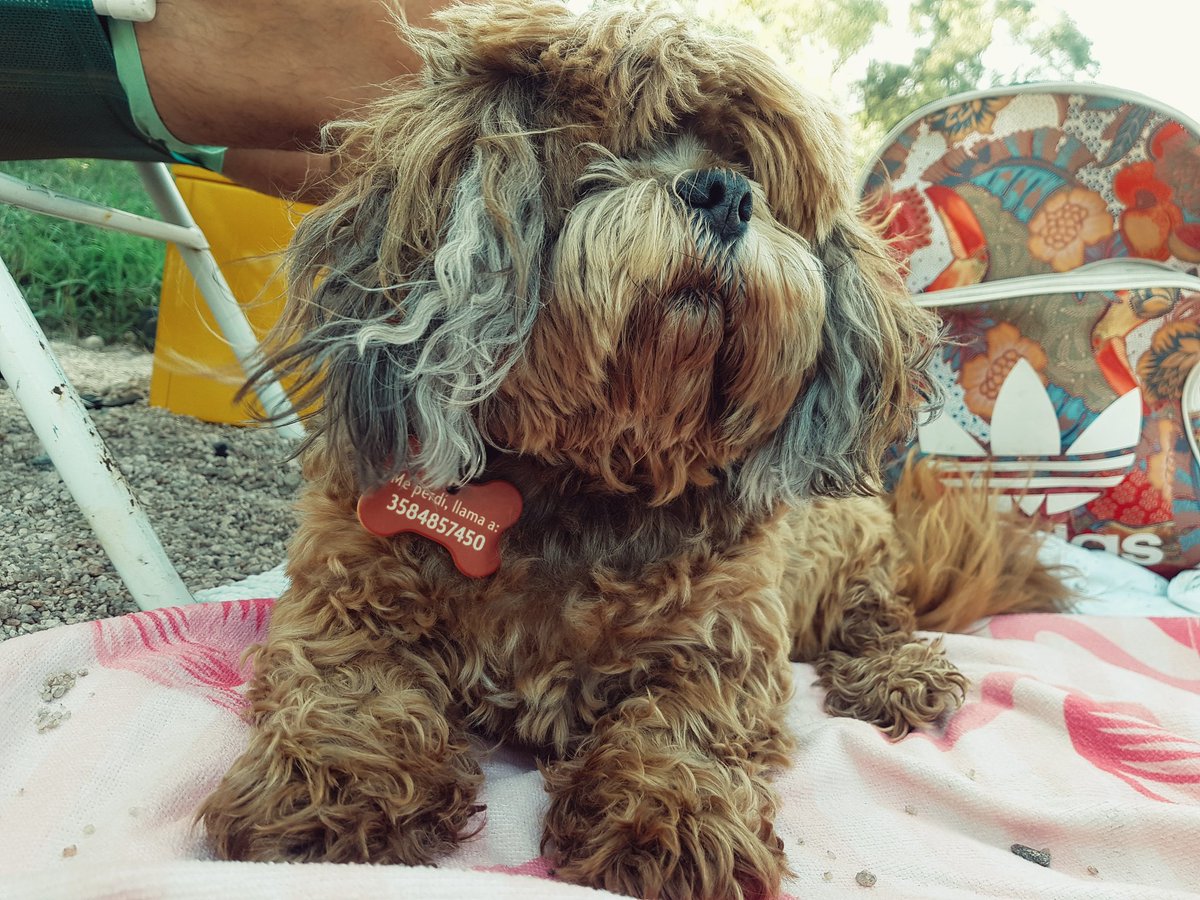 MicaFeliciano's tweet photo. Soy Frodo el más hermoso y quiero participar por el premio #DogSelection #ElClubDelMoro 💜💜💜 https://t.co/X6Ao8O5FBa
