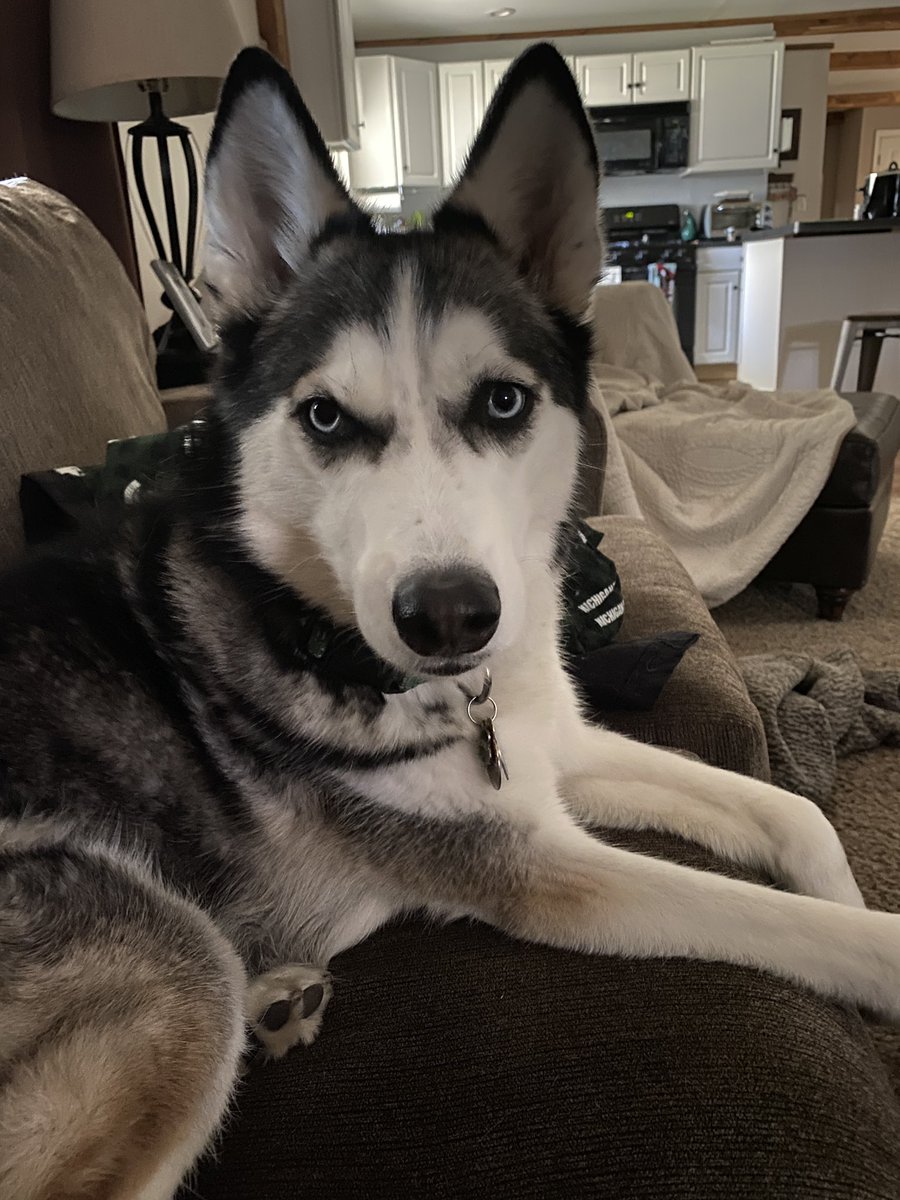 KaralynJoyce's tweet photo. Happy 5th Birthday to my sweet, sometimes sassy, girl, Izzy! Canβt believe you are 5 already! #IzzyBoo #husky #siberianhusky #birthdaygirl #dogsoftwitter https://t.co/uDNVomdL1I
