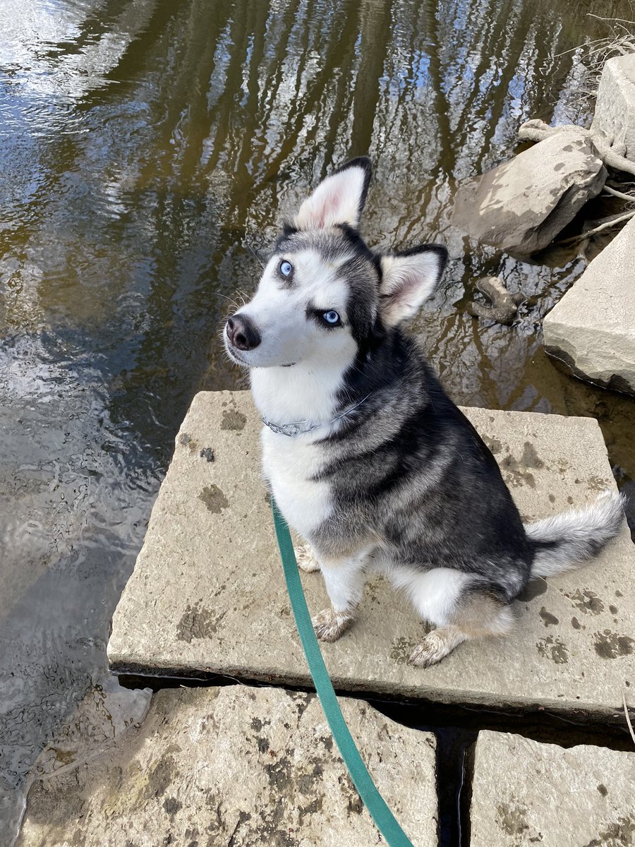 KaralynJoyce's tweet photo. Happy 5th Birthday to my sweet, sometimes sassy, girl, Izzy! Canβt believe you are 5 already! #IzzyBoo #husky #siberianhusky #birthdaygirl #dogsoftwitter https://t.co/uDNVomdL1I