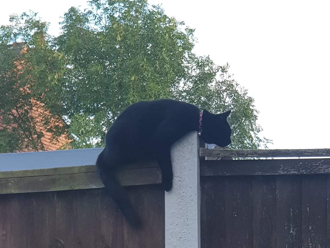 AlanDaffern's tweet photo. #WindowWatchers #Kirkby,
#StillMissing Raven female all #BlackCat, 
#Lost the 5th of May 2020,
From Park Street, #KirkbyInAshfield #NG17 area 
Wearing a pink/purple/orange zig-zag pattern collar
If sighted/found call 07764-272-515 
#lostcat #notts https://t.co/tEQYOVVNYx