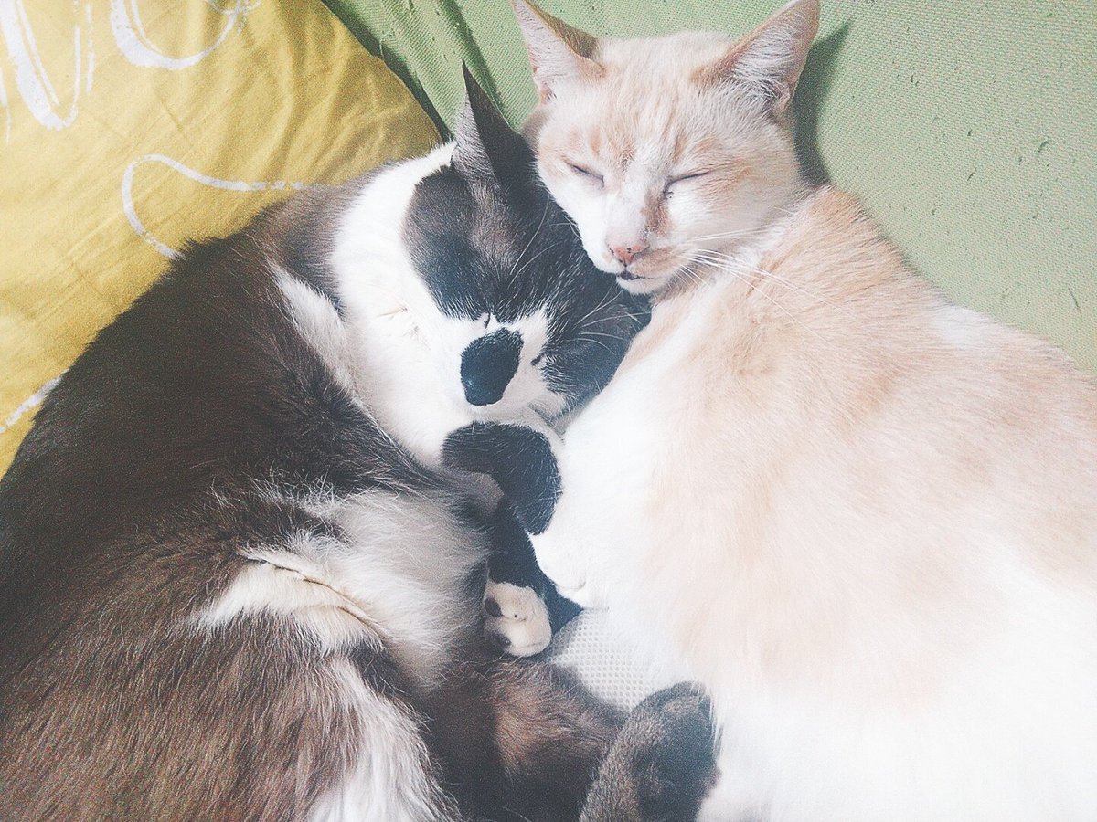 童話 みにくいアヒルの子 がもし猫さんだったら 優しい世界の結論にみんなほっこり どんな柄でも色でも皆かわいい Togetter 童話 みにくいアヒルの子 がもし猫さんだったら 優しい世界の結論にみんなほっこり どんな柄でも色でも皆かわいい Togetter