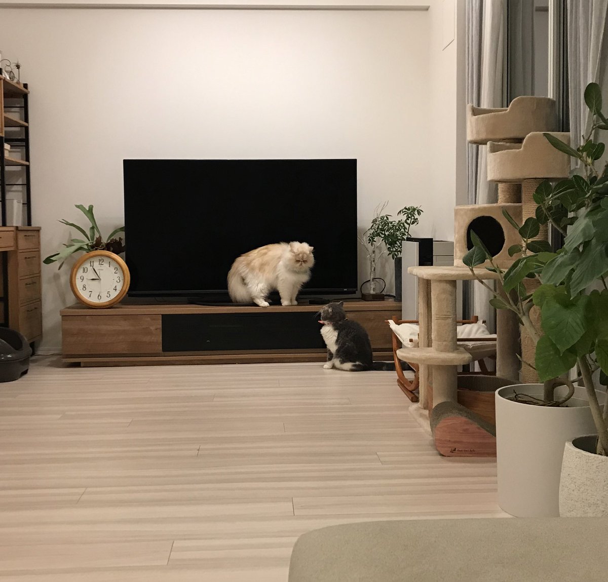 shigeyumomo's tweet photo. momotaro&amp;shishimaru『早くTV見たいね！』

#TVを見る猫 #猫 #ねこ #にゃんすたぐらむ #エキゾチックショートヘア #ペルシャ猫 #cat #catstagram #catphoto #catpic #catlife #catlove #dailycat #instacat #meow #meowstagram #exoticshorthaircat #persiancat #catwatchingtv #猫のいる生活 https://t.co/T1ezKU1Ejk
