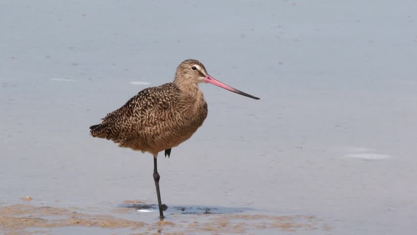 forests_ss's tweet photo. Ever wondered why wading #birds like snipes, sandpipers, plovers etc. stand just on one leg or in unipedal posture! This is actually an adaptation to reduce heat loss through its unfeathered limbs. They also tuck their beaks in shoulder feathers for extra warmth. (PC: Via net) https://t.co/sp5JYafEcX
