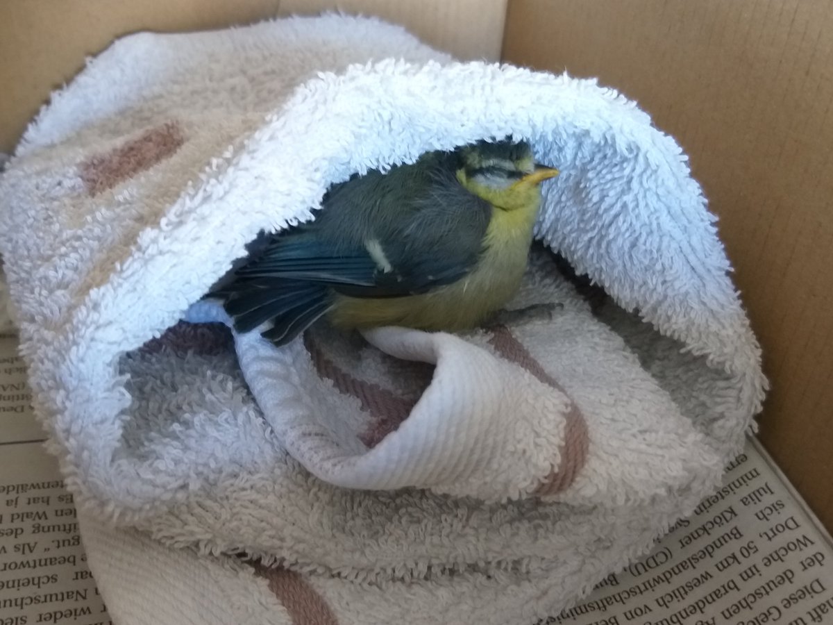 SusannBoz's tweet photo. We tried to save a little injured birdie today. Sadly he passed away before we could take him to the vet. Rest in heaven and fly high little angel. 🙏🏻🌷💕 https://t.co/JHZr1zuLja
