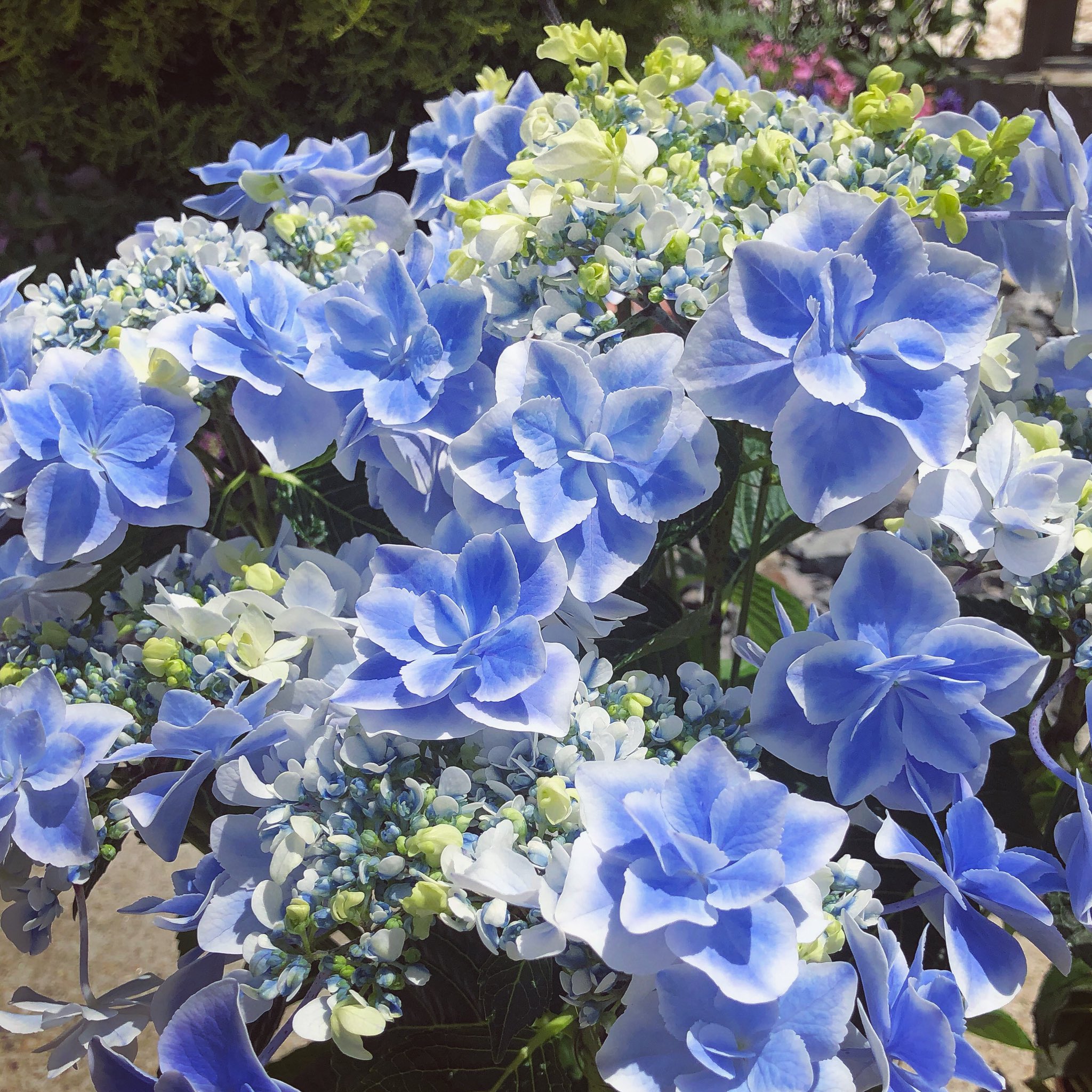 تويتر 杉山 晃一 Koichisugiyama على تويتر 島根のアジサイが熱い Gw中に 島根県の紫陽花 銀河 を購入 どれだけ眺めていても飽きない 奥深い美しさ 以前の 万華鏡 といい 島根県が開発した紫陽花は素晴らしい 生産者の皆さんの情熱と美的センスに تويتر 杉山 晃一 Koichisugiyama على تويتر 島根のアジサイが熱い Gw中に 島根県の紫陽花 銀河 を購入 どれだけ眺めていても飽きない 奥深い美しさ 以前の 万華鏡 といい 島根県が開発した紫陽花は素晴らしい 生産者の皆さんの情熱と美的センスに