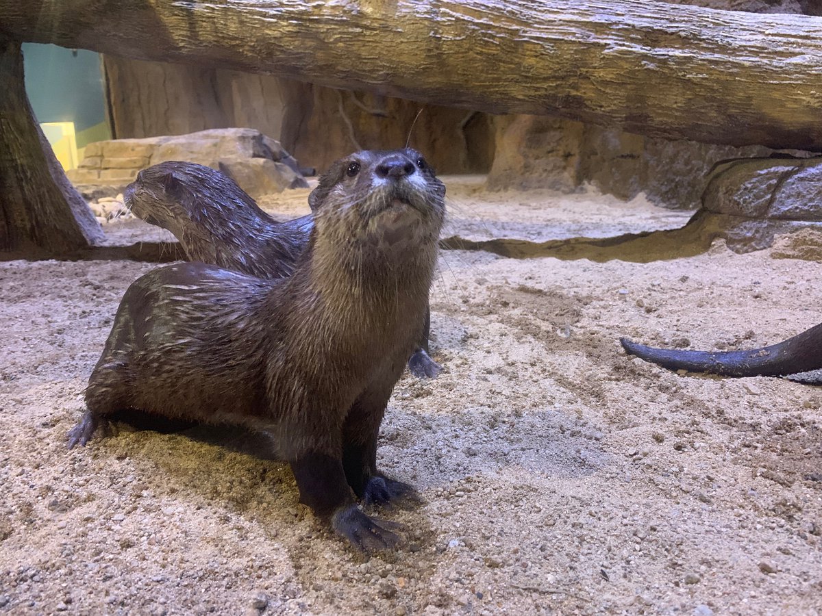 LivingShoresNH's tweet photo. 😍 Good Morning! ☀

Take our Otterly Fun Facts Quiz to learn more about these very special critters! https://t.co/VUDwrgEWhg https://t.co/5kfjkKczhz