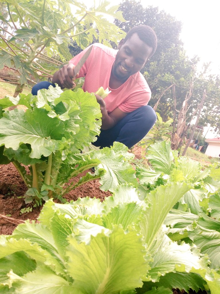 MrishoNizar's tweet photo. Yesterday was harvest day and the yield is just perfect.proud to have my sis behind my back. Harvested is chinese cabbage,spring onions,collard & spinach
Call me the #vegetableguy
Here to give u all that u need
@ThePhillyMina @mp3mb3ra
@Zahc_Shyaka @Mykol22 https://t.co/AAKCc8o76J