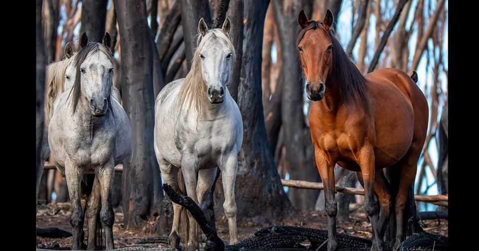 devilschild1970's tweet image. 