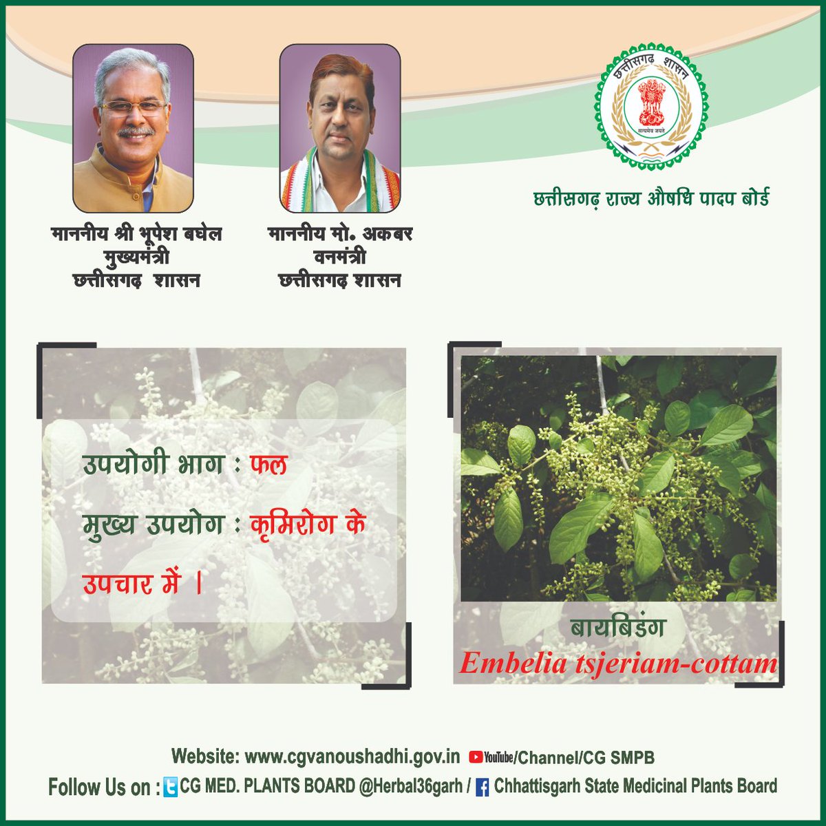 cgtlhtmpb's tweet photo. #बायबिडंग [#Embelia tsjeriam-cottam(L.)] #औषधिपौधा मन-ला बाड़ी म लगावव, स्वस्थ जिनगी पावव !!. https://t.co/44ucvZaM0U https://t.co/Nrz4CzCCHK