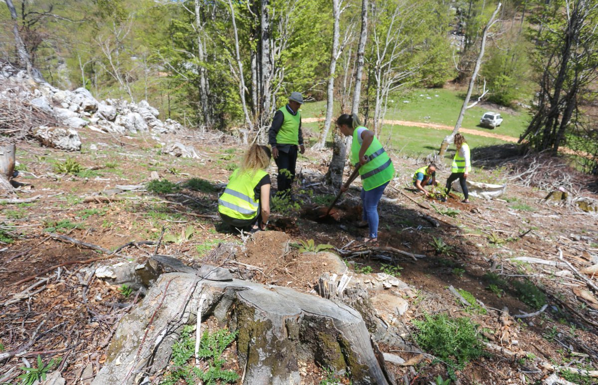 EnedMato's tweet photo. Ideja Ecovolis është;
Me qindra policë që ruajnë institucionet shtetërore duhet të ruajnë burimet natyrore !
Në një moment krize shëndetësore mbjellja e pyjeve të këshillohet nga doktorët për rehabilitim fizik dhe mendor.
Rehabilitimin ta paguajnë ata që përfitojnë lëndën drusore https://t.co/Ny9SthncRW