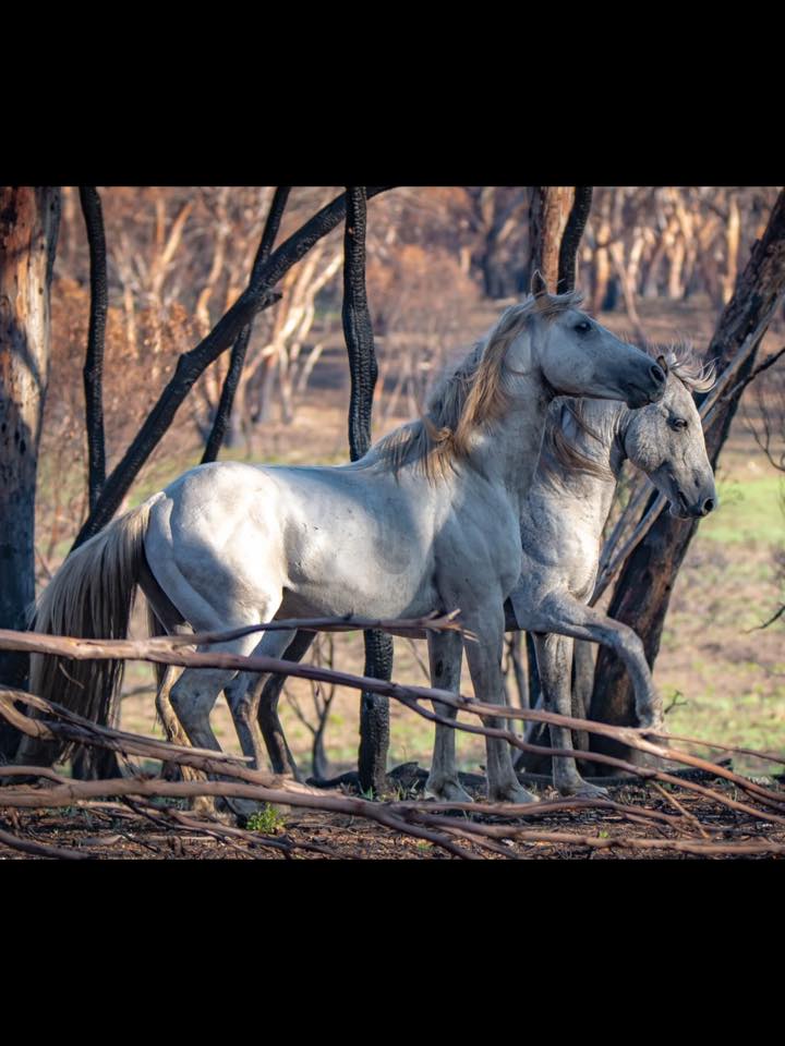 devilschild1970's tweet image. 