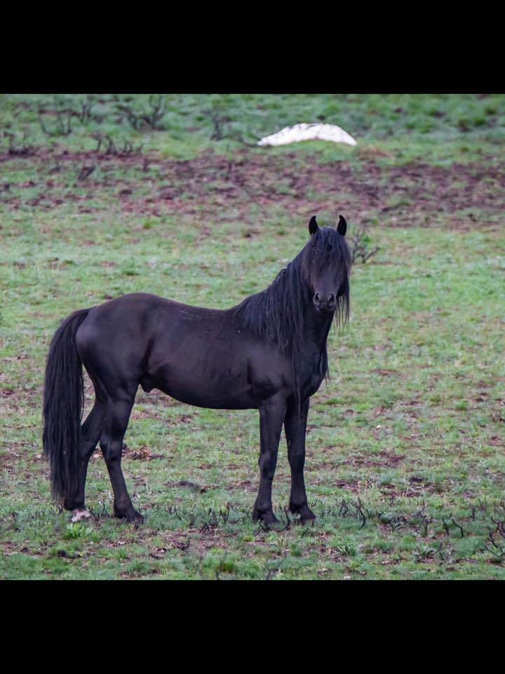 devilschild1970's tweet image. 