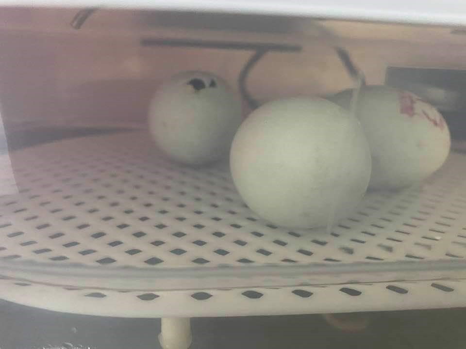 2Trirecruitment's tweet photo. Whilst on lockdown one of us welcomed some new arrivals, come back soon and see what hatches............
❤️🥚🥚🥚❤️
#eggs #readytohatch https://t.co/PkZKHLzQKz
