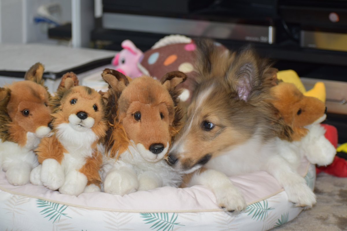 sheltie plush