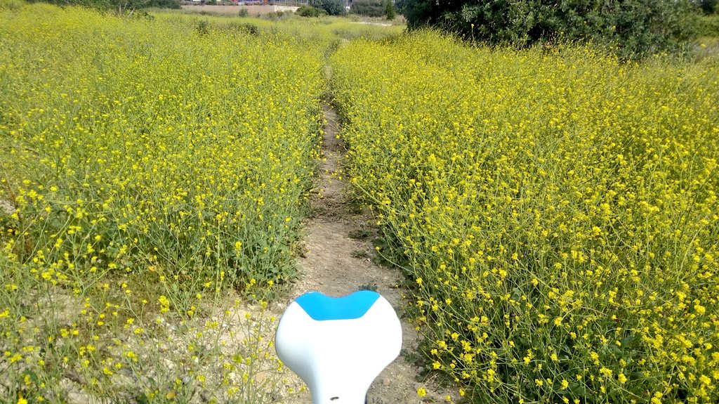 arbopalm's tweet photo. #Treebikeride https://t.co/WQFzjU8wm1
