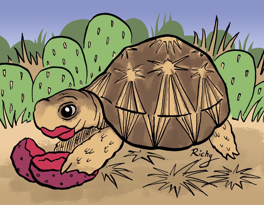 When I was a child, my family had two #tortoises named Marmaduke &amp; Jemima.

I used to doodle tortoises all the time, and drew this #radiatedtortoise messily eating a prickly pear, for the May issue of the award winning <a href="/EcoKidsPlanet/">Eco Kids Planet Magazine</a> 

#tortoise #animals 
#kidsmagazine #wildlife