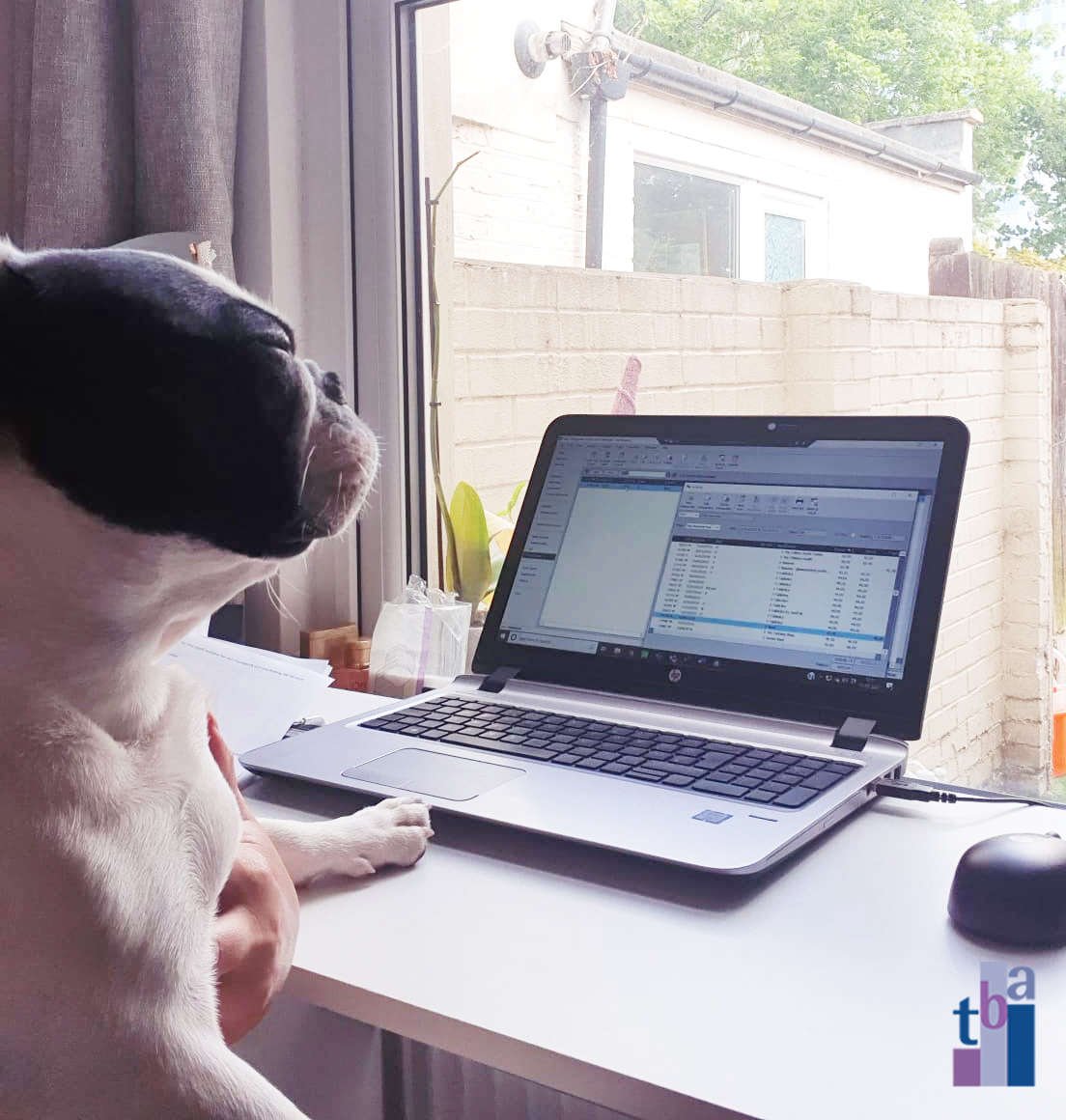 tbaaccountancy's tweet photo. For anyone having one of those Mondays we hope this will bring a little smile to your face.
"I've crunched the numbers - this month is going to be ruf"
Spyke - May 2020
No dogs were harmed in the making of this photo
#accountants #workfromhome #localaccountants https://t.co/12GBrxEg53